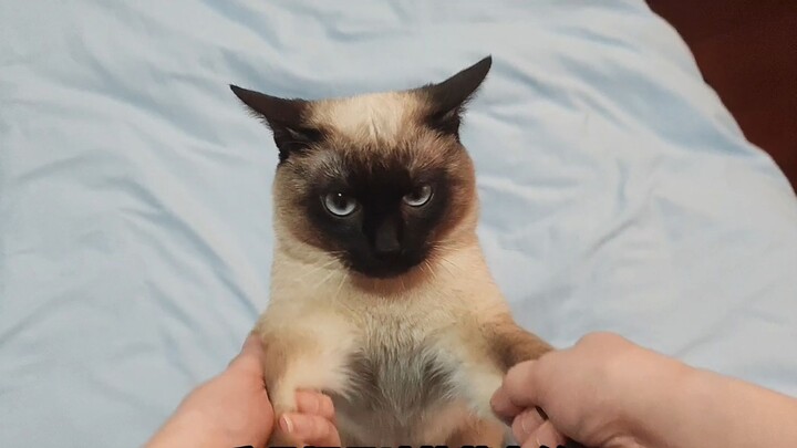 أسرار شعر القطط: علم تساقط الشعر المظلم