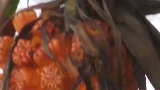 Buah Mera mera no mi