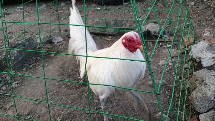 My ARL White Hatch Bull Stag