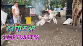 Leapy Whites Battle!!!      JRP Gameyard