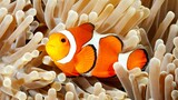 Ikan Nemo si ikan badut penghias aquarium yang lucu