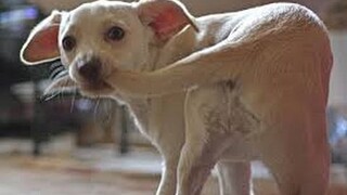 Cats and dogs chasing tails - Funny and cute animal compilation