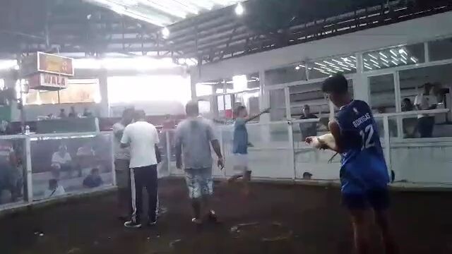 NCBbakyard  10 months old Sinibalang napakagandang laro na ipinakita nang manok,