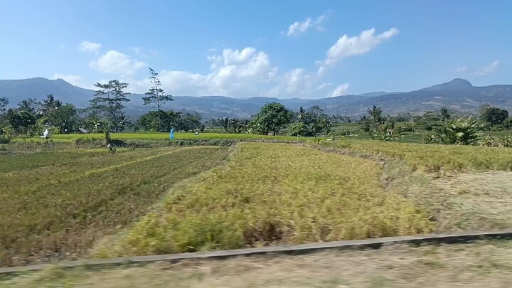 pemandangan sawah