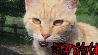 อ่านประกาศ วัตถุลึกลับอยู่ในปากแม่แมว ฉันต้องการหยิบมันขึ้นมา ตระกูลแมวจรจัดเขื่อนคาเมยามะ