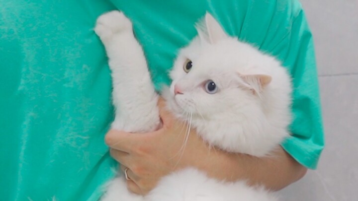 Kucing mandi kabur lalu ditangkap, makin dikejar makin lari, makin dikejar makin lari