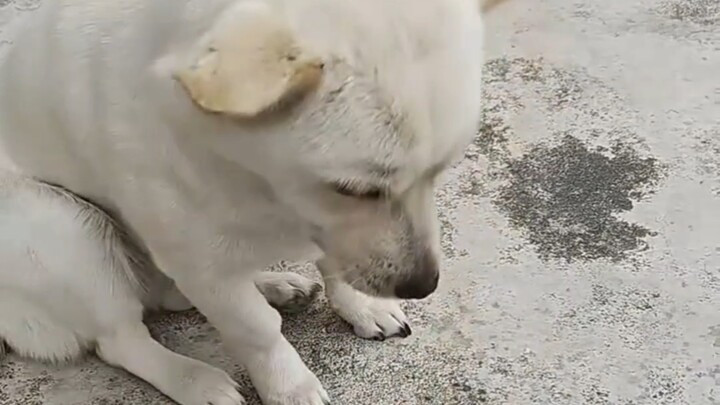 The little dog went out to play and got beaten up by another dog, then came home crying.