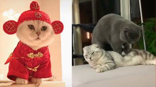 Try Not To Laugh Funny Cats - Funny And Cute Cats Compilation 2019