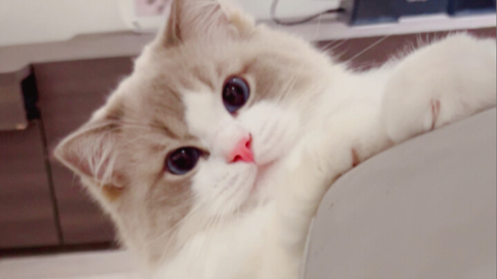 You say you don’t like Ragdolls? That’s just because you’ve never met Little Piggy Mi!