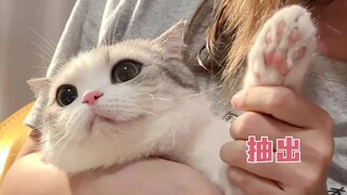 给猫咪剪指甲时假装伤到了她