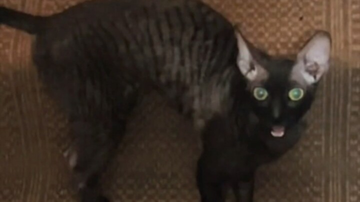 Your cat needs some oiling up!