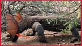 Komodo Dragon Are Able To Catch Bats On Trees And Eat.