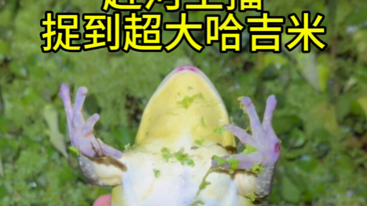 حكايات ممتعة أثناء صيد الأسماك في الجدول اليوم! كمية جراد البحر الصغير كبيرة جدًا، كافية لوجبة كاملة