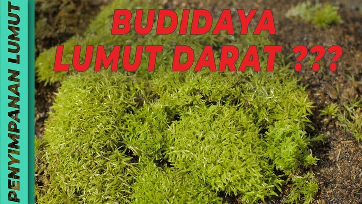 Cara Menyimpan Moss Darat