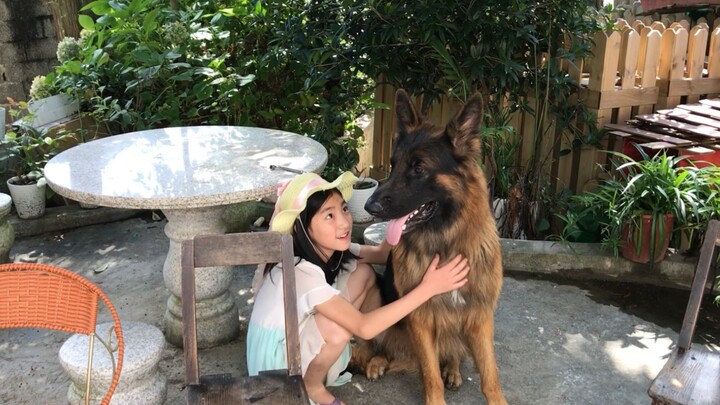 [German Shepherd] The little girl kept asking me: When we meet again after the New Year, will he hav