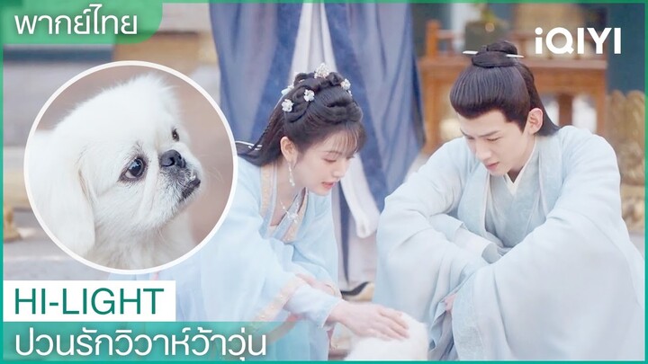 พากย์ไทย:🐶นานแล้วที่ไม่ได้เห็น"องค์ชาย"มีความสุขเช่นนี้| ป่วนรักวิวาห์ว้าวุ่น EP. 2 | iQIYI Thailand