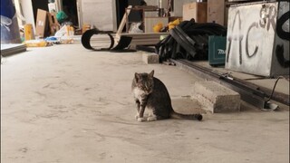 Kucing Mandor