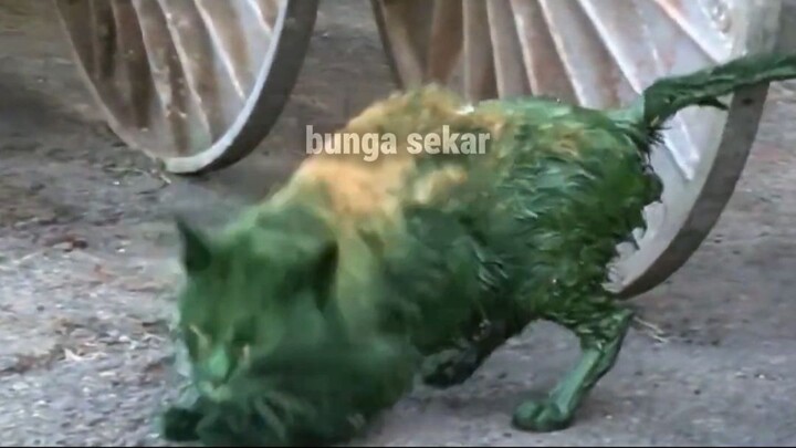 Kucing Ini Jatuh ke Ember Cat, Akibatnya Bikin Semua Orang Terkejut