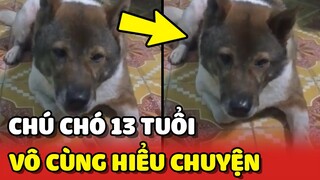 Chú chó 13 TUỔI vô cùng HIỂU CHUYỆN khiến ai cũng THƯƠNG ❤️ | Yêu Lu