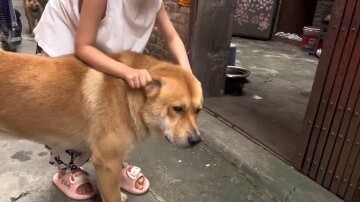 Thần thú: Nghỉ lễ rồi! Chó con: Được nghỉ rồi!