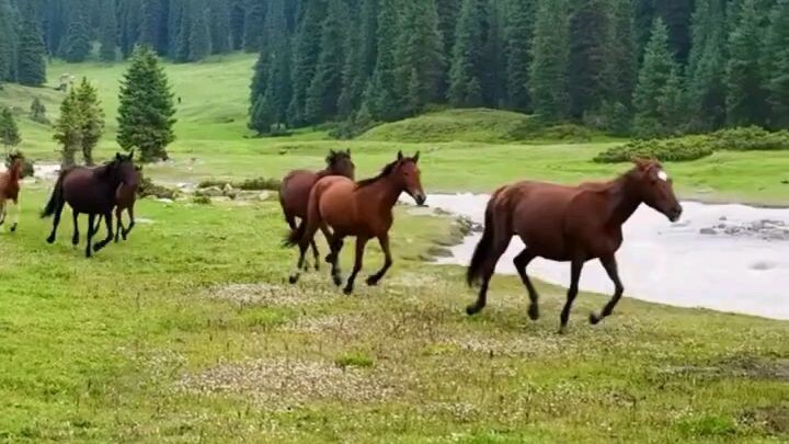 Wild Horses 🐎🐎🐎🐎🔥