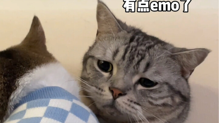 Có giống kiểu bạn trai của bạn ghen không nhỉ?