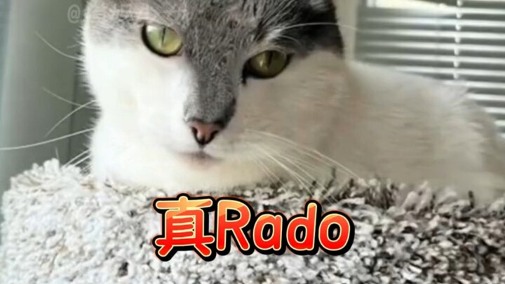 rado: Bạn là tôi thì tôi là ai # Hài hước # Mèo