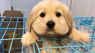 Anak anjing yang manis～ Anak anjing yang manis～ Pintar dan lincah～ Ah, nakal sekaligus lucu～