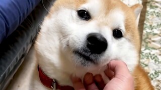 Vuốt bánh mì trước mặt Shiba Inu