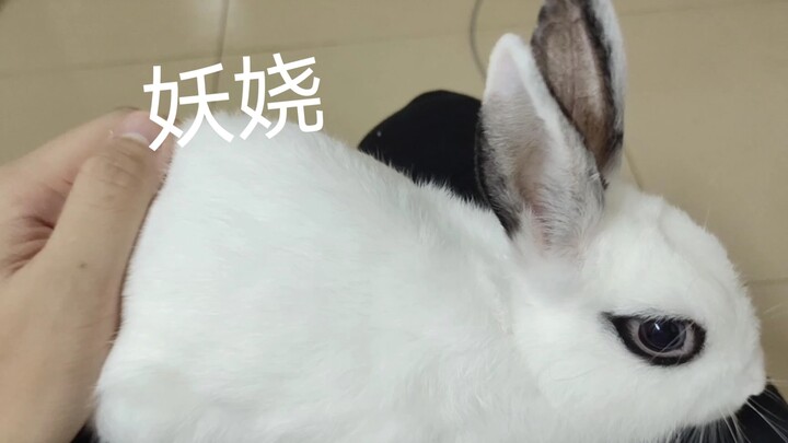 My Daily Life with Froststar 4: Turns out rabbit-tail measuring tapes really do exist