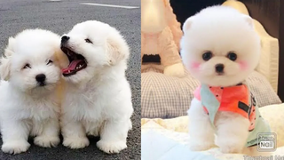 Baby Dogs - การรวบรวมวิดีโอสุนัขทารกที่ตลกและน่ารัก | Aww สัตว์