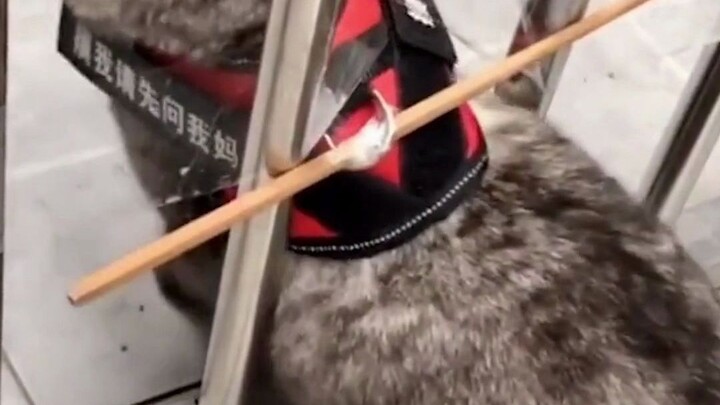 ปัญหาตลอดกาลในวงการสัตว์เลี้ยง