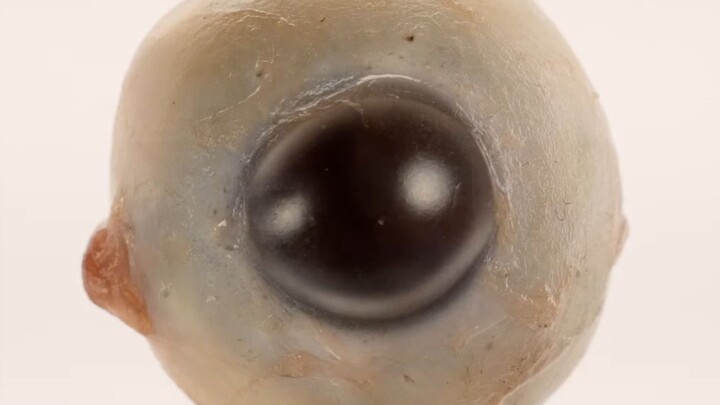Đây là một con mắt trái của con người.