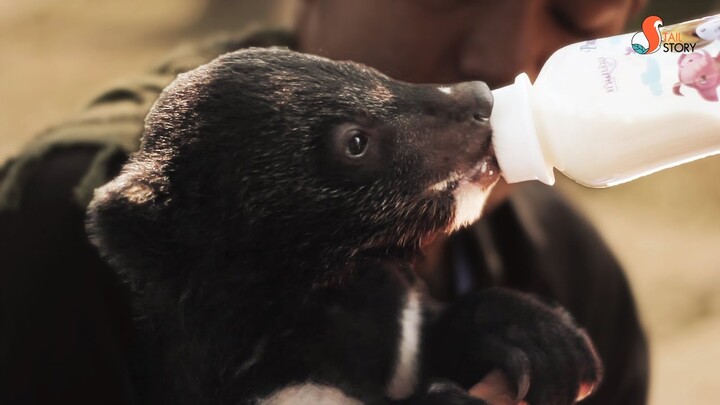 A bear cub gets lost in the jungle ลูกหมีน้อยหลงทาง