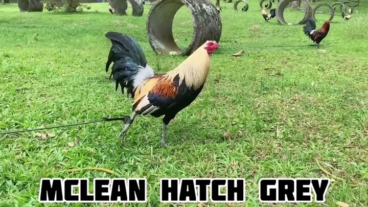 for intertainment purposes only        credits to the owner of this video