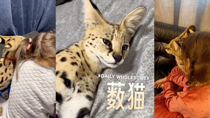 What a clingy caracal!