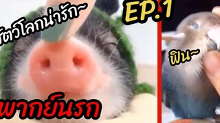 รวมคลิปสัตว์โลกน่ารัก Ep 1 (พากย์นรก)