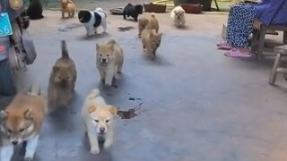 It's hard for Grandma's little dogs to get thin; they all seem so chubby and round!