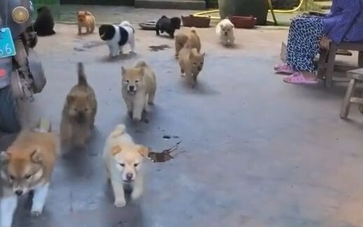 It's hard for Grandma's little dogs to get thin; they all seem so chubby and round!