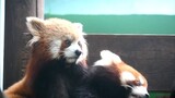 Eye contact with Red Panda Pudding