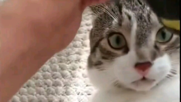Cat: You’re really going to shave it?