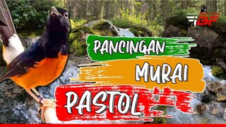 PANCINGAN MURAI BATU PASTOL