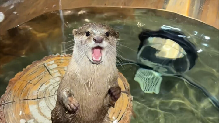 Surely no one has actually visited this zoo, right?!