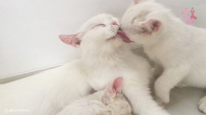 Kucing Bella Sangat Menyayangi Anaknya. Bikin Terharu.