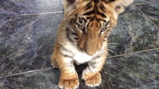 [Pets] Is This A Cat Or A Tiger?