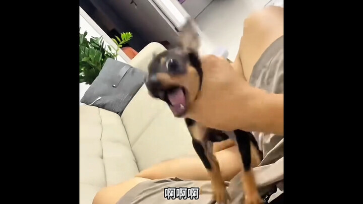 “Animals’ Awkward, Speechless Moments”