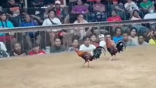 Berdugo Blueface Hatch x Lemon Sta Monica Cockpit