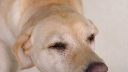 สมองน้อยหมุนไปมาอย่างรวดเร็ว!