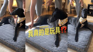 Making your dog believe he's a squeaky toy is hilarious