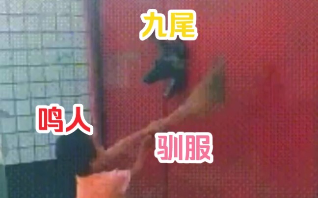 Đoạn video quý giá về Naruto cố gắng thuần hóa Cửu Vĩ